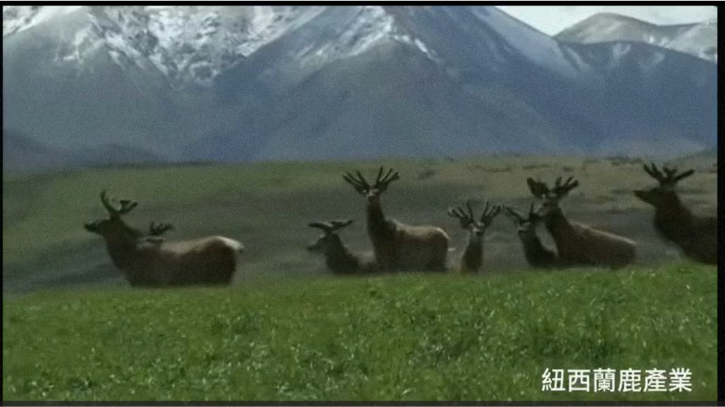 紐西蘭鹿產業.jpg
